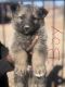 German Shepherd Puppies for sale in LOS RANCHOS DE ABQ, NM 87107, USA. price: NA