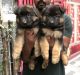 German Shepherd Puppies for sale in Habsiguda, Hyderabad, Telangana, India. price: 30000 INR