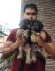 German Shepherd Puppies for sale in Bengaluru, Karnataka, India. price: 20000 INR