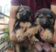 German Shepherd Puppies