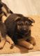German Shepherd Puppies for sale in Cadillac, MI 49601, USA. price: $300
