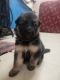 German Shepherd Puppies for sale in Lucknow, Uttar Pradesh, India. price: 5000 INR