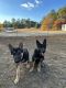 German Shepherd Puppies for sale in Hamlet, NC 28345, USA. price: NA