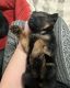 German Shepherd Puppies for sale in Dover, PA 17315, USA. price: $800