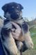 German Shepherd Puppies for sale in Wilkesboro, NC, USA. price: $550