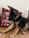 German Shepherd Puppies for sale in Glenview, IL, USA. price: $3,000