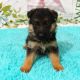 German Shepherd Puppies for sale in Atlanta, GA, USA. price: $3,500