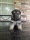 German Shepherd Puppies for sale in Jacksonville, TX 75766, USA. price: NA