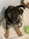 German Shepherd Puppies for sale in Dilliner, PA 15474, USA. price: NA