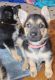 German Shepherd Puppies for sale in Wilkesboro, NC, USA. price: $400