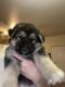 German Shepherd Puppies for sale in Chico, CA, USA. price: NA