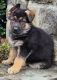 German Shepherd Puppies for sale in Laytonsville, MD 20882, USA. price: NA