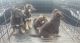 German Shepherd Puppies for sale in La Joya, TX 78560, USA. price: NA