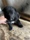 German Shepherd Puppies for sale in 295 S 225, Spartanburg, SC 29303, USA. price: NA