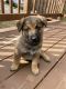 German Shepherd Puppies for sale in Acworth, GA, USA. price: $750