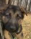 German Shepherd Puppies for sale in Cookeville, TN, USA. price: $500