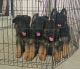 German Shepherd Puppies for sale in Bengaluru, Karnataka, India. price: 25 INR