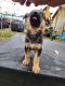 German Shepherd Puppies for sale in Burlington, WA 98233, USA. price: NA