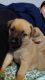 German Shepherd Puppies for sale in Auburn Hills, MI, USA. price: $200