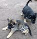 German Shepherd Puppies for sale in Blackville, SC 29817, USA. price: NA