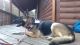German Shepherd Puppies for sale in Tahlequah, OK 74464, USA. price: NA
