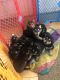 German Shepherd Puppies for sale in Moreno Valley, CA, USA. price: $350