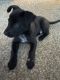 German Shepherd Puppies for sale in Canal Winchester, OH, USA. price: NA