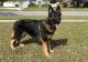 German Shepherd Puppies for sale in Orlando, FL, USA. price: $1,600