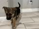 German Shepherd Puppies for sale in Atwater, CA 95301, USA. price: $450