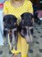 German Shepherd Puppies for sale in Ernakulam, Kerala, India. price: 18000 INR