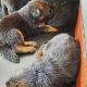 German Shepherd Puppies for sale in Chullickal, Kochi, Kerala, India. price: 11000 INR