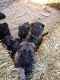 German Shepherd Puppies for sale in Bedford, VA 24523, USA. price: $700