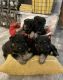 German Shepherd Puppies for sale in Broken Arrow, OK, USA. price: $1,500