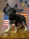 German Shepherd Puppies for sale in 3735 W Beardsley Rd, Glendale, AZ 85308, USA. price: NA