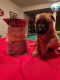German Shepherd Puppies for sale in Fuquay-Varina, NC, USA. price: $400