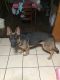 German Shepherd Puppies for sale in Louisville, OH 44641, USA. price: $1,000