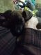 German Shepherd Puppies for sale in Cadiz, OH 43907, USA. price: NA