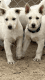German Shepherd Puppies for sale in Hesperia, CA, USA. price: $700