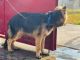 German Shepherd Puppies for sale in Kashipur, Uttarakhand 244713, India. price: 15000 INR