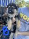 German Shepherd Puppies for sale in Hialeah, FL, USA. price: NA