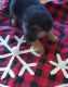 German Shepherd Puppies for sale in Columbia, KY 42728, USA. price: NA