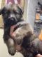 German Shepherd Puppies for sale in Walker, LA, USA. price: $500