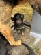 German Shepherd Puppies for sale in Loganville, GA 30052, USA. price: NA