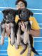 German Shepherd Puppies for sale in Nashik, Maharashtra, India. price: NA