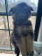 German Shepherd Puppies for sale in Bowling Green, KY, USA. price: NA