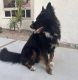 German Shepherd Puppies for sale in Mission Viejo, CA, USA. price: NA
