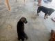 German Shepherd Puppies for sale in Varanasi, Uttar Pradesh, India. price: 6000 INR