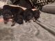 German Shepherd Puppies for sale in Poplarville, MS 39470, USA. price: NA