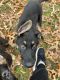 German Shepherd Puppies for sale in Ward, AR, USA. price: NA