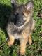 German Shepherd Puppies for sale in Chapmansboro, TN 37035, USA. price: NA